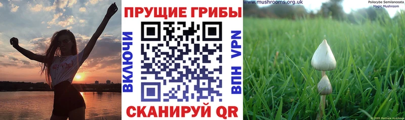 Галлюциногенные грибы мицелий Белокуриха